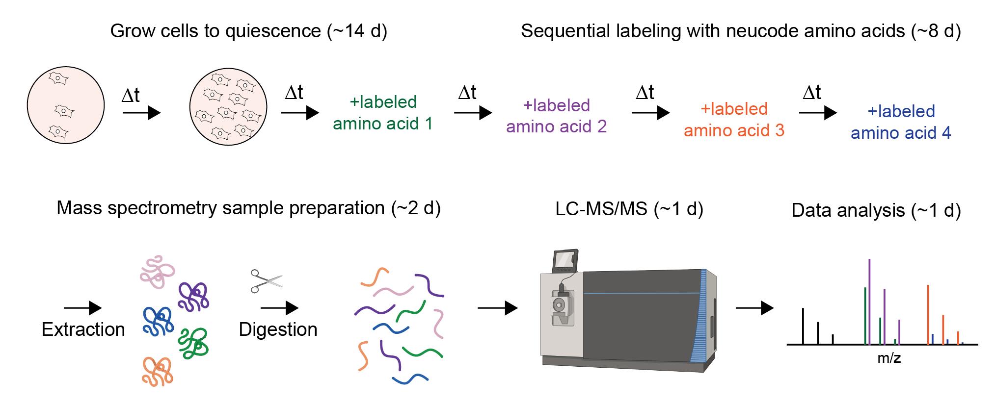 Published graphical overview showing the Proteome Birthdating workflow: quiescent cell culture, sequential NeuCode labeling, protein extraction and digestion, LC-MS/MS, and data analysis.