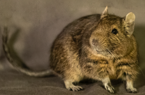 Octodon degus from the University of Rochester colony seated on a dark surface and facing the camera.
