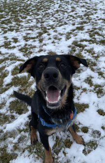 Frank, a black-and-tan dog, smiling in a snowy field.