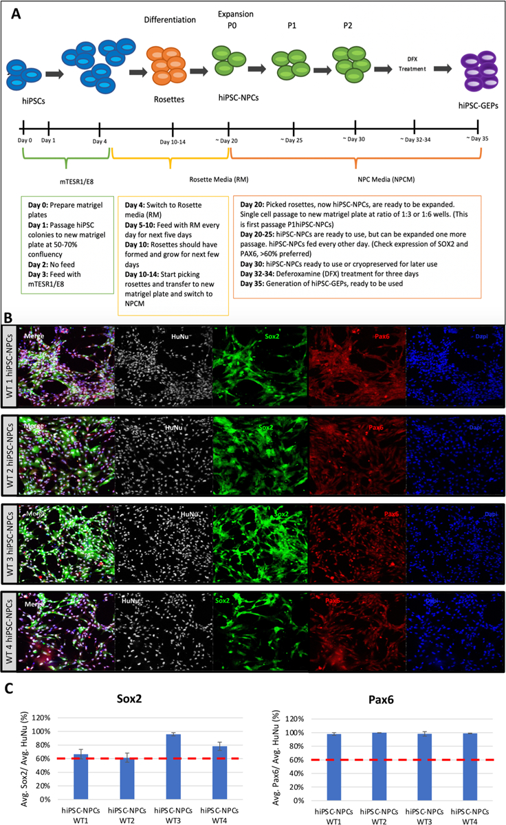 Microscopy panels from Llorente et al. Figure 1 showing four human iPSC-derived glial-enriched progenitor lines stained for HuNu, SOX2, PAX6, and DAPI.