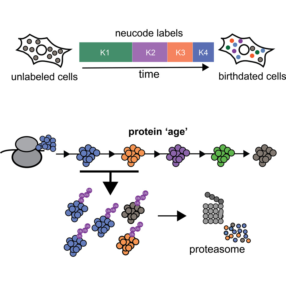 Published graphical abstract showing NeuCode labeling of cells over time to birthdate proteins, followed by age-resolved ubiquitination and proteasomal degradation.