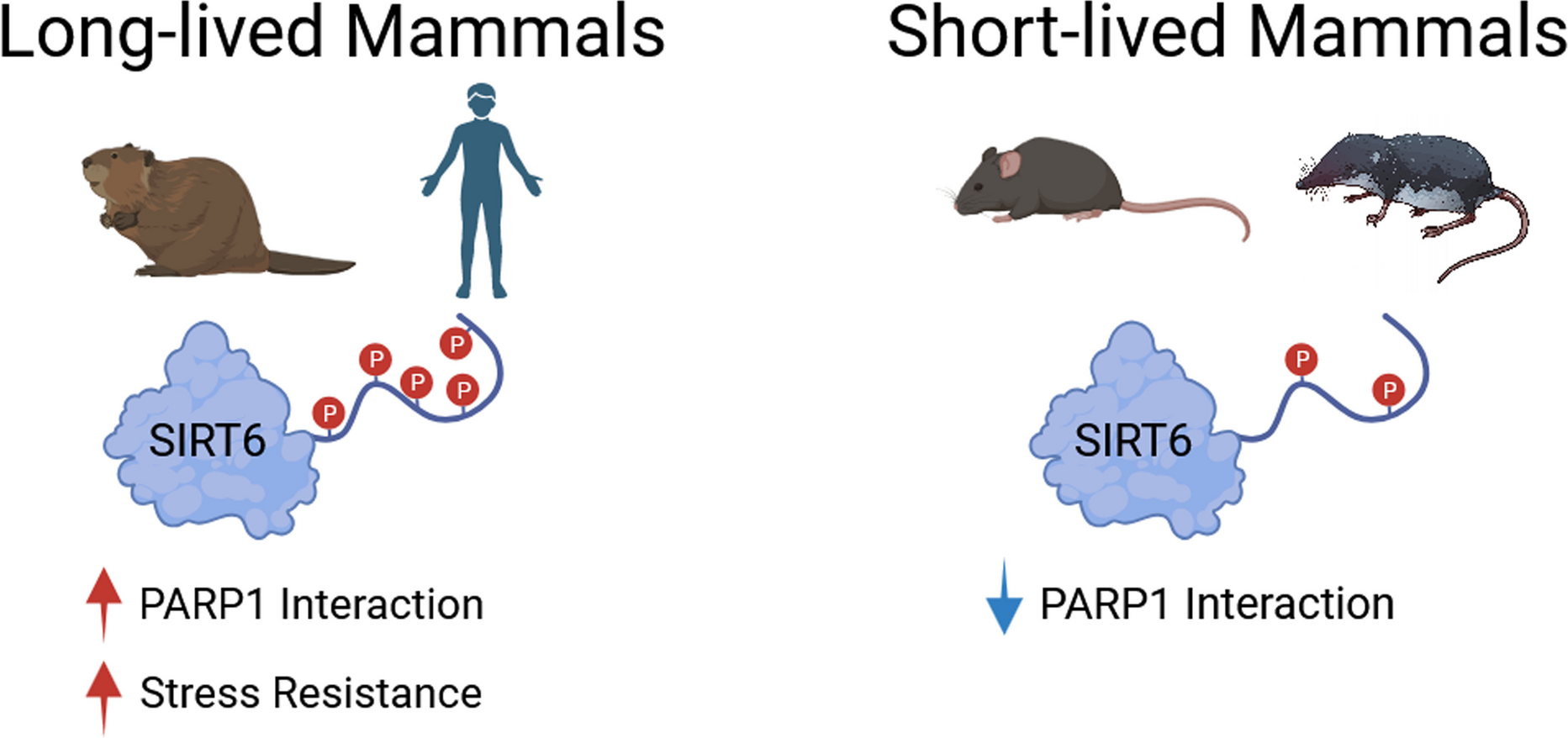 Published graphical abstract comparing long-lived and short-lived mammals: long-lived species have more SIRT6 C-terminal phosphorylation sites, and the study links this phosphorylation to PARP1 interaction and oxidative-stress resistance.